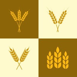 wheat ears icon set. barley or grain signs. vector illustration.