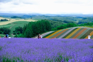 peoples travel rainbow lavander flower fields tomita farm garden , violet lavender flower fields in furano , hokkaido in japan