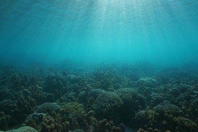 underwater seascape corals and algae on the ocean floor with sunlight through water surface, natural scene, tahiti lagoon, pacific ocean, french polynesia