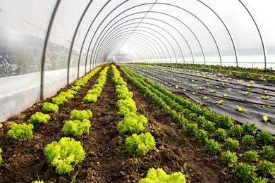 interior of an agricultural greenhouse or tunnel with long rows of fresh green spring salad seedlings being cultivated for the table with lettuce and corn salad