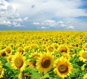 sunflower field over cloudy blue sky