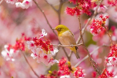 the japanese white eye.the background is cherry blossoms. located in tokyo prefecture japan.
