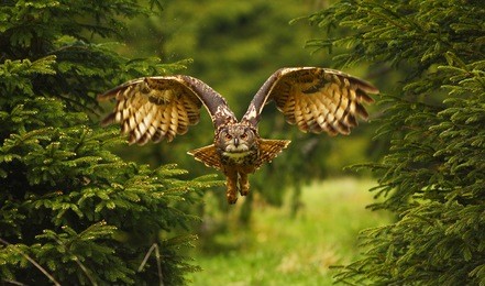 the eurasian eagle-owl flying in the forest in the mountains low tatra