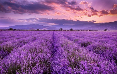 lavender field sunset and lines