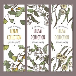 set of three color vector herbal tea labels with ginkgo biloba, jasmine and eucalyptus hand drawn sketch. placed on white background.