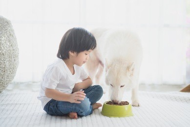 cute asian child feeding siberian husky dog at home