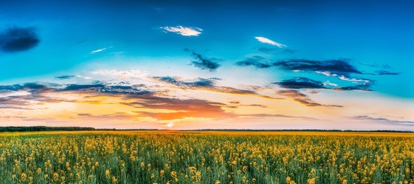 panorama sunset sunrise sky over horizon of spring flowering canola, rapeseed, oilseed field meadow grass. blossom of canola yellow flowers under dramatic dawn sky