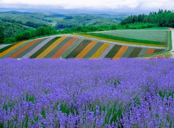 rainbow lavander flower fields tomita farm garden , violet lavender flower fields in furano , hokkaido in japan