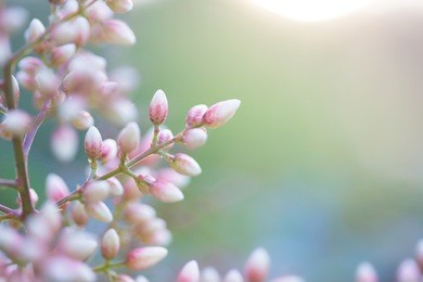 pink spring flower buds at dusk