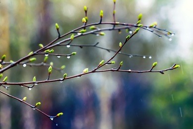 why, it's spring! spring mood. young bright green leaves on branches with drops of warm rain