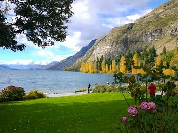 pink rose, green grass, lake, mountain, yellow trees landscape, walter peak high country farm, lake wakatipu, new zealand
