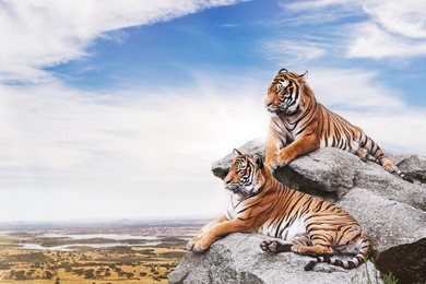 calm tigers on the rocks