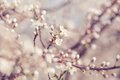 spring blossom extreme close-up; selective focus at foreground flowers;