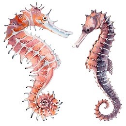 hand drawn watercolor seahorse. it's perfect for card, pattern design, postcard, banner, poster.