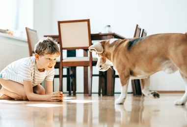 boy and beagle dog play with ball at home