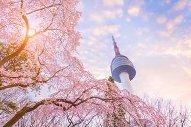 seoul tower in spring with cherry blossom tree in full bloom, south korea. 