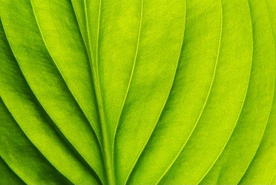 texture of a green leaf as background