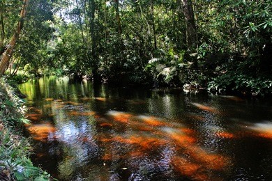 sahasralingas (linga 1,000), the figures of yoni and linga in rocky riverbed on mountain along kbal spean river in phnom kulen national park (phnom koulen, mountain of lychees), siem reap, cambodia