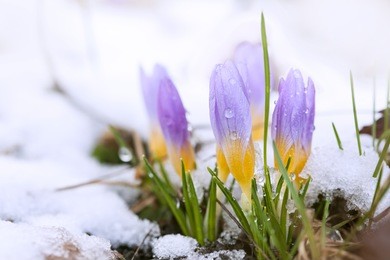 crocus in the snow-covered garden
