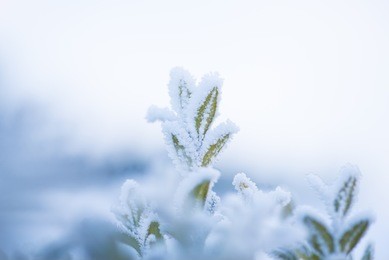 plant winter nature background. cold frost leaf. snow season outdoor. beautiful ice frosty branch in forest. macro white leaves. christmas weather. frozen tree closeup.