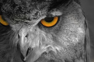 owl background - selective coloring of an icon - golden eye