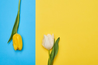 close-up shot of a pair of spring flowers arranged on different flatlays. two delicate tulips arranged on a blue and yellow flatlay