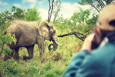 photographer taking pictures of an african elephants, wild animal, safari game drive, eco travel and tourism, kruger national park, south africa