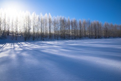 trees of the hoarfrost and morning light