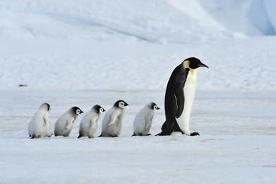 emperor penguins with chick