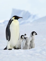 emperor penguins with chick