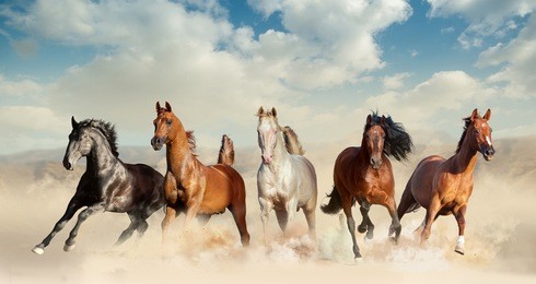 five horses run free in preries