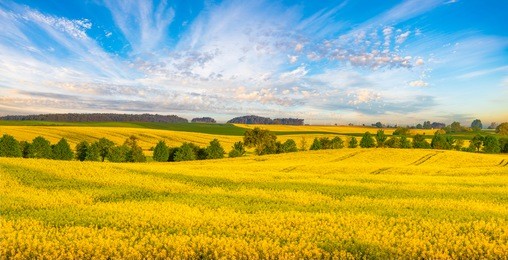 flowering rape flowers on a spring field