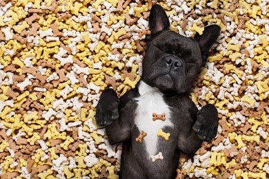 hungry french bulldog dog inside a big mound or cluster of food , isolated on mountain of cookie bone  treats as background