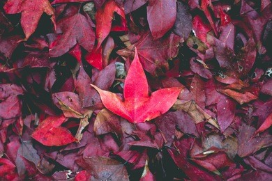 the meple leaf on maple leaves is hit the pedal.
