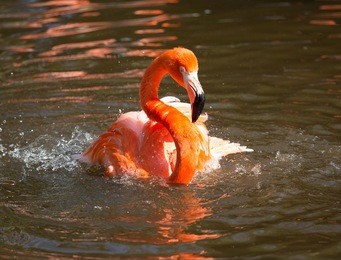 vivid red and pink flamingo in florida everglades.