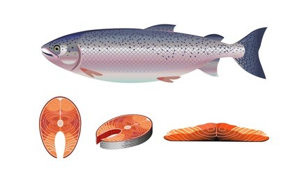 set of vector salmon - fillet, steak and fish salmon.
