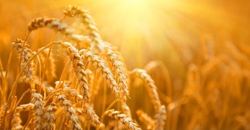 wheat field. ears of golden wheat close up. beautiful nature sunset landscape. rural scenery under shining sunlight. background of ripening ears of meadow wheat field. rich harvest concept