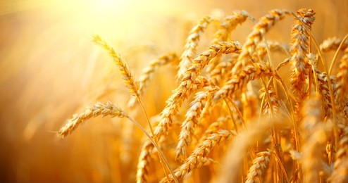 wheat field. ears of golden wheat close up. beautiful nature sunset landscape. rural scenery under shining sunlight. background of ripening ears of meadow wheat field. rich harvest concept