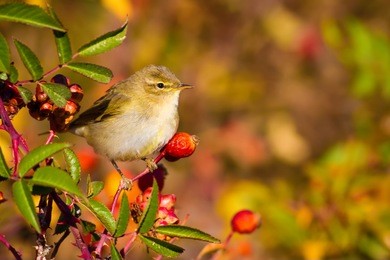 cute bird and spring nature. green nature background. 
common chiffchaff / phylloscopus collybita