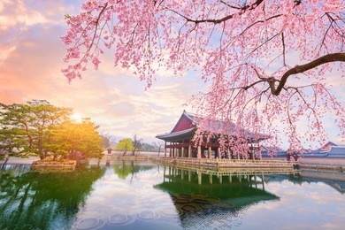 gyeongbokgung palace with cherry blossom tree in spring time in seoul city of korea, south korea.
