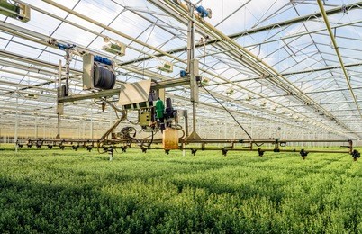semi-automatic spraying robot in a dutch greenhouse specialized in the cultivation of chrysanthemum cut flowers.