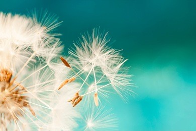 dandelion seeds close up blowing in blue turquoise background