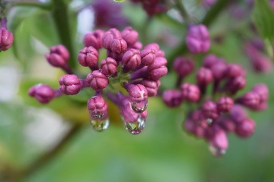 
lilac in the garden after a spring rain