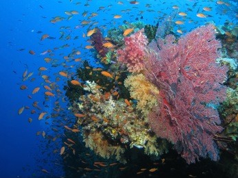coral reef in fiji