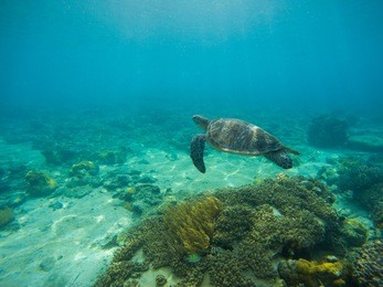 sea turtle by sand seabottom underwater photo. undersea landscape with tortoise. sea turtle in wild nature. snorkeling in tropic lagoon. exotic island seashore with sea plants and rare marine animals