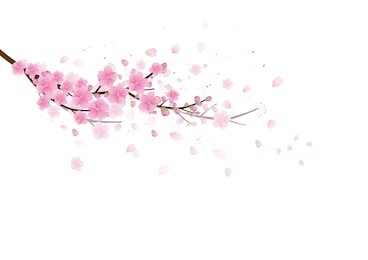 sakura flowers background. cherry blossom isolated white background