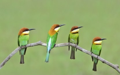 beautiful birds chestnut headed bee eater perched on branch (merops leschenaulti)