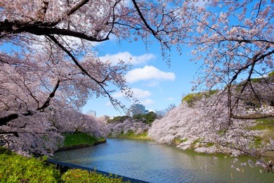 cherry blossoms at chidorigafuchi in tokyo japan
