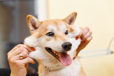 shiba inu dog smiles with help of owner