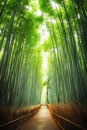 pathway through the bamboo grove in arashiyama, kyoto, japan